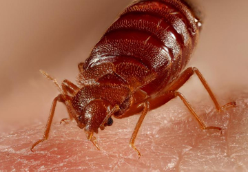 bed bugs treatment and control services in Nairobi Kenya