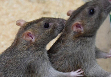  rats control, rats fumigation, rat & mice control services nairobi kenya