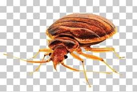 fumigation service cost in Kileleshwa, fumigation cost in Kileleshwa, fumigation prices in Kileleshwa, fumigation price in nairobi, pest control charges in Kileleshwa, pest control cost in Kileleshwa, bees control services in Kileleshwa, bed bugs control services in Kileleshwa, termite control services in Kileleshwa, cockroach control services in Kileleshwa, pest control cost in Kileleshwa fumigation charge in mombasa, bees removal service near me Kileleshwa, bees removal service in Kileleshwa, bees removal service chemical, bees removal chemical, termite control pesticide Kileleshwa, termite control insecticide, best chemical for bed bugs in Kileleshwa, best insecticide for bed bugs in Kileleshwa, pest control services near me, bed bugs control services near me. pest control services in meru,fumigation services in Kileleshwa,pest control Kileleshwa, bed bugs in Kileleshwa, bed bugs in Kileleshwa town, fumigation of bed bugs in Kileleshwa, eliminating bed bugs in Kileleshwa, pest control in Kileleshwa town, we are the solution for fumigation services in Kileleshwa, we cover bed bugs, and snakes, Pest control companies in Kileleshwa, Best pest control services in Kileleshwa, Pest removal services in Kileleshwa, Professional pest control in Kileleshwa, Affordable pest control services in Kileleshwa, Residential pest control in Kileleshwa, Commercial pest control in Kileleshwa, Emergency pest control in Kileleshwa, Rodent control in Kileleshwa, Termite control in Kileleshwa, Bed bug treatment in Kileleshwa, Cockroach control in Kileleshwa, Flea and tick treatment in Kileleshwa, Mosquito control services in Kileleshwa, Integrated pest management in Kileleshwa, Eco-friendly pest control in Kileleshwa, Local pest control services Kileleshwa, Pest inspection services in Kileleshwa, Pest extermination in Kileleshwa, Pest prevention services in Kileleshwa