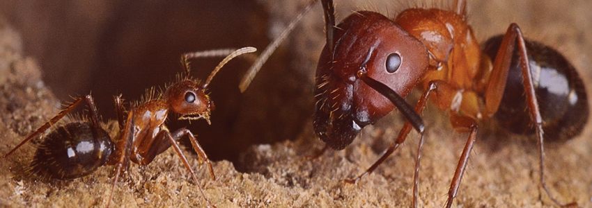 ants pest control services in Nairobi Kenya