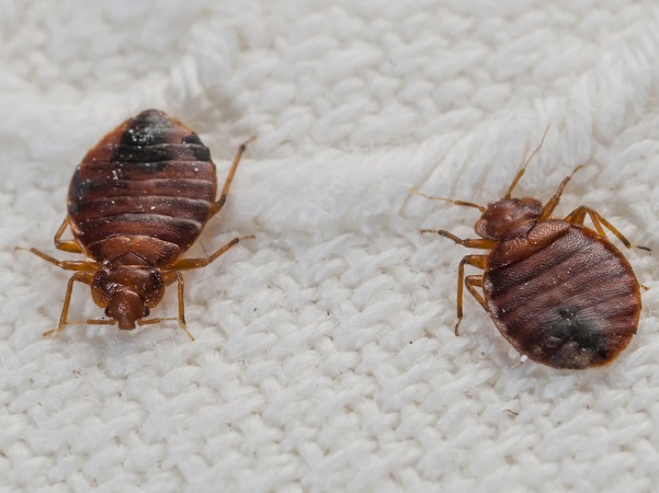 bedbugs fumigation, bedbugs control, bedbugs removal