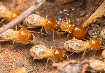 Termite treatment and control in Nairobi Kenya