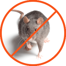 Mice Control Services, Rodent Control, Mice Control Services in Nairobi, Rats Control Services in Nairobi, Rats Mice Control Services in Nairobi Kenya, rats Control Services, rats Exterminator Services in Nairobi Kenya, Rats control services, Rats control, Rats Control Services in Kenya, Rats control chemicals in Kenya, Rats Control Service, Rats Eradication, Rats Control Poison Services, Rats Control, Rats Control in Nairobi, Rats Control Cost in Kenya, Rats Control Services, Rat Control Services in Nairobi, Rat Control Services in Nairobi Kenya, Rats Control Services in Nairobi Kenya, Rats Fumigation Services in Nairobi Kenya, Rat control, Rat controller in Kenya, Rat control baits, Rats Fumigation, rats control methods, rat control products, rats control methods, rodent control services near me, rat control services near me, rats control near me, pest control for rats and mice, pest control for rats, rats control services, rats control measures, pest control rats and mice, how to control rats, rats control in houses, rats control, rats control tips, rat control Bunnings, rat control outdoor, rat control mesh, rat control box, rat control Nairobi, rats control company, rats control company near me, rat controllers, pest control rats and mice rats control methods, Rats Control near Me, Rats control services in Kenya, Rats control Company in Kenya, Rats control pesticides in Kenya, Rats control Kenya, Rats control services near me, Rats controller near me, Rats control near me, Rats fumigation, Rats fumigation near me, Rats control company, Rats fumigation company near me, Rats controllers, Rats killer, Rats sprays, Rats fumigation sprays, Rats control sprays, Rats control services, Rats Killer, Rats killers, Rats pesticides, Rats fumigation Machakos, Rats killer kenya, Rats killer sprays, Rats fumigators, Rats fumigation services, Rats control in Kenya, Rats Control Kenya, Roach Control Services Kenya, Rats Extermination Kenya, Rats Prevention Kenya, Rats Pest Control Kenya, Rats Infestation Kenya, Rats Removal Kenya, Professional Rats Control Kenya, DIY Rats Control Kenya, Rats Control Solutions Kenya, Rats Removal Services in Kenya, Rats Control Sprays, bee control near me, Rats removal sprays, Rats removal company, Rats removal company in Kenya, Rats removal, Rats removers, Rats removal services near me, Rats control company in kenya, Rats controllers near me, Rats control people in Machakos, Rats control experts in Kenya, Rats removal experts near me, Rats control pest control, pest control Rats, Rats control at home, Rats control cost, Rats control kenya, Rats Removal, Rats Killer Kenya, Pest Control Company, Rats Removal Services Kenya, Rats Hive Removal Kenya, Professional Rats Removal Services Kenya, Eco-Friendly Rats Removal Services Kenya, Rats control, Rat Control, Rat Control Services in Kenya, Rat Control Services in Thika, Rat Control Services in Westland Nairobi, Rat Control Services, Rat Control Services in Kenya, Rat Control Services in Mombasa, Rat Control Services, Rat Control Kenya, Rat Control Company, Rat Eradication Services, Rat extermination, Rat control company, Rat baiting company, Rat Traps, Rat Nets, Rat Control Procedures, Rat Control Treatments, Rat Fumigation Pest Control Services, Rat fumigation, mice control, mice control services, mice control near me, mice control services near me, mice extermination, how to get rid of rats, how to get rid of mice