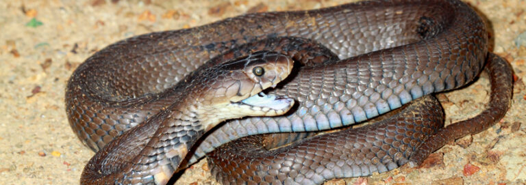 Snake Control Power Best Snakes Control Services In Nairobi Kenya - Ecofumitech