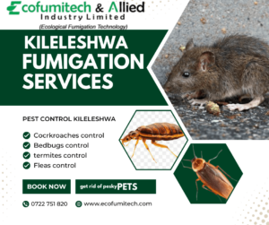 fumigation and pest control services in Kileleshwa Nairobi, Pest Control Services in Kileleshwa, Fumigation and Pest Control Services in Kileleshwa, fumigation services in Kileleshwa, pest control companies in Kileleshwa, best pest control services in Kileleshwa, pest control in Kileleshwa, pest removal services in Kileleshwa, professional pest control in Kileleshwa, affordable pest control services in Kileleshwa, residential pest control in Kileleshwa, commercial pest control in Kileleshwa, emergency pest control in Kileleshwa, rodent control in Kileleshwa, termite control in Kileleshwa, bed bug treatment in Kileleshwa, cockroach control in Kileleshwa, flea and tick treatment in Kileleshwa, mosquito control services in Kileleshwa, integrated pest management in Kileleshwa, eco-friendly pest control in Kileleshwa, local pest control services Kileleshwa, pest inspection services in Kileleshwa, pest extermination in Kileleshwa, pest prevention services in Kileleshwa, pest control services in Kileleshwa contacts, pest control Kileleshwa, fumigation in Kileleshwa, fumigators in Kileleshwa, pest control services in Kileleshwa, Kileleshwa fumigation services, bed bugs control in Kileleshwa, bees control services in Kileleshwa, cockroaches control services in Kileleshwa, fleas control services in Kileleshwa, fumigation company in Kileleshwa, pest control company in Kileleshwa,bats control in Kileleshwa, pest controller in Kileleshwa, pest control thiks, pest control, pest control services, fumigation services, fumigation companies in Kileleshwa, fumigation services near me, fumigation services prices in Kileleshwa, fumigation services in nairobi Kileleshwa, Kileleshwa pest control services, pest control services in nairobi Kileleshwa, Kileleshwa pest, Kileleshwa fumigation, Kileleshwa pest control, pest, pest control service, expert fumigation services in Kileleshwa, pest control in nairobi Kileleshwa, fumigation and pest control services, bedbugs control services in Kileleshwa, bats control services in Kileleshwa