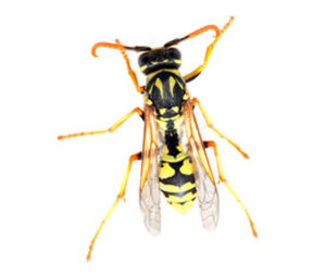 wasp fumigation services, wasp fumigation services nairobi, wasp fumigation services in kenya, wasp fumigation services near me